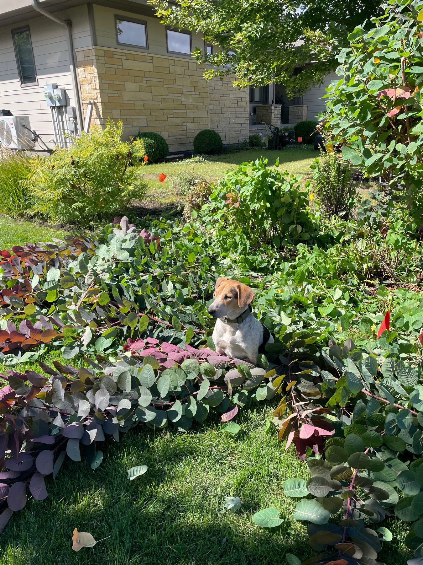 Lush trimmed garden bed with hostas and flowers