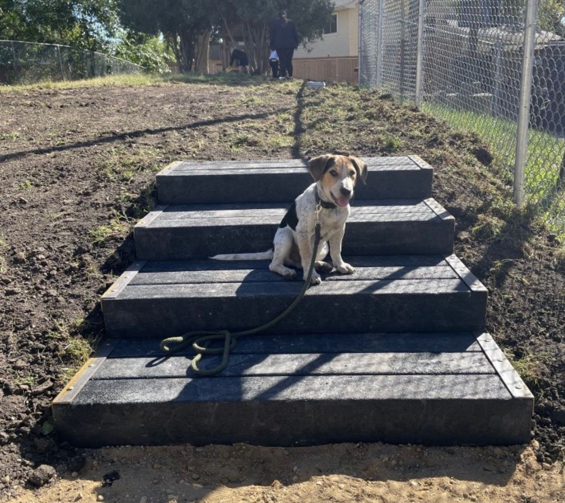 The crew's dog sitting on newly installed timber steps