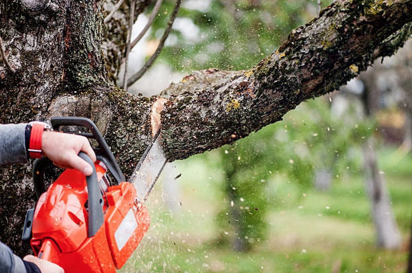 Chainsaw cutting through a tree limb